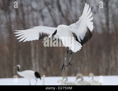 Due rossi incoronato aka gru giapponese, Grus japonensis su un campo nevoso con pesce nel becco/bill vicino Akan a Hokkaido, Giappone Foto Stock