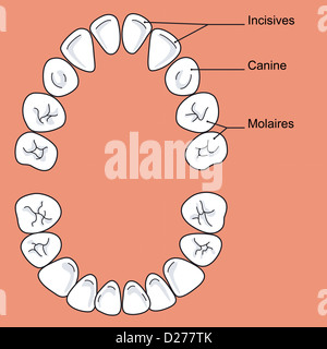 Dente di latte, disegno Foto Stock