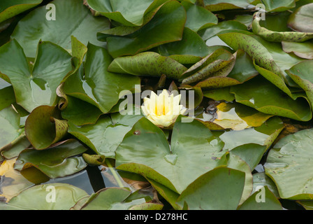 Ninfee Nymphaeaceae Moorei Foto Stock