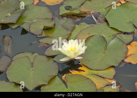 Ninfee Nymphaeaceae Moorei Foto Stock