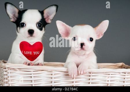 Due cuccioli di chihuahua, 2 mesi in un cestello con il segno "ti amo". Foto Stock