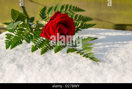 Una rosa rossa nella neve per san valentino card Foto Stock