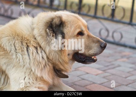 Ritratto di un grosso cane da guardia Foto Stock