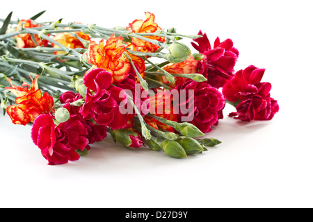 Bellissimo luminoso bouquet di garofani su sfondo bianco Foto Stock