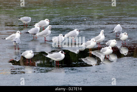 Black-Headed Gabbiani in piedi sul ghiaccio a un lago ghiacciato in inverno nel West Sussex, Regno Unito. Foto Stock