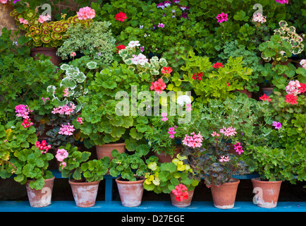 Collezione di gerani in vasi di terracotta in un display rialzato, Inghilterra, GB, Regno Unito e Unione europea, Europa Foto Stock