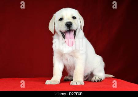 Cucciolo di Labrador Retriever su uno sfondo rosso Foto Stock