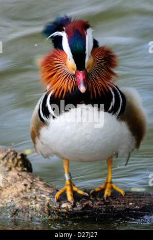 Mandarin drake scuotendo la testa durante la sessione preening. Slimbridge, Gloucestershire, UK Marzo 2011 Foto Stock