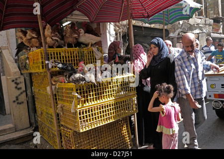 Egitto scene di strada nel cosiddetto 'Cairo Islamico', il vecchio quartiere della città vicino a Bab Zuela. Bancarella vendendo i polli vivi. Foto Stock