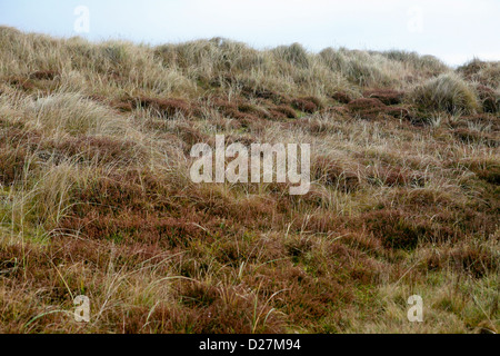 Erbe, carici, e Heather coprono una duna di sabbia in mare Palling, Norfolk, Regno Unito Foto Stock