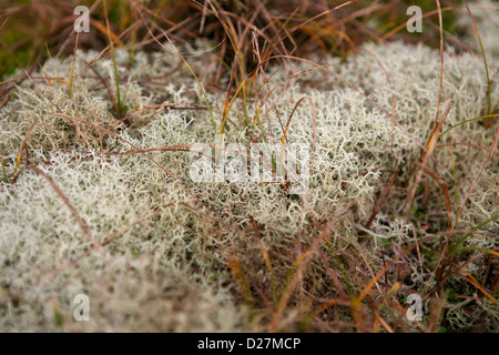 Lichene di renna (Cladonia portentosa) con sassi / erbe Foto Stock