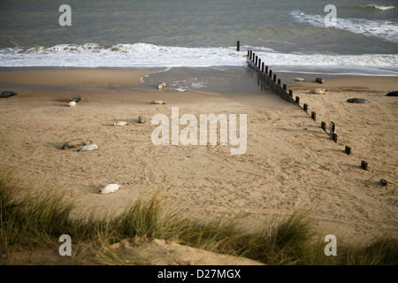 Spiaggia sul mare Palling, Norfolk, alla fine di novembre, con guarnizioni di tenuta e i loro cuccioli (Halichoerus grypus). Foto Stock