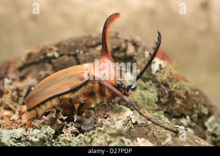 Un maschio di scarabeo rinoceronte su un muschio coperto log in Cotacachi, Ecuador Foto Stock