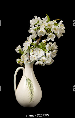 Freschi di fiori di ciliegio in caraffa su sfondo nero Foto Stock