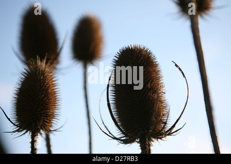 Teazel (Dipsacus fullonum) seme essiccato teste, per interesse d'inverno. Foto Stock