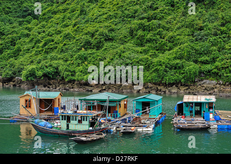 Villaggio galleggiante case, Halong Bay, Vietnam Foto Stock