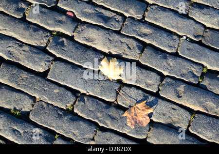 Foglie sul cobblestone pavement Foto Stock