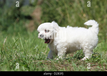 Bichon Maltais / Maltese cucciolo di cane sbadigli Foto Stock