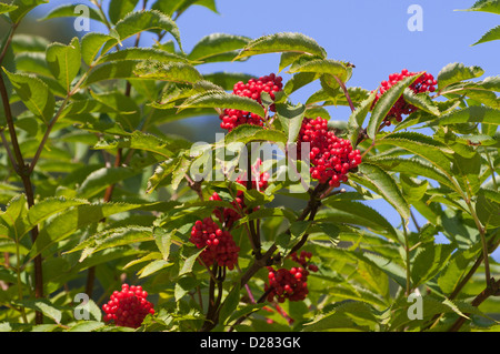 Sambucus racemosa rosso Sambuco Foto Stock