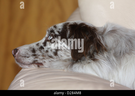 Cane Border Collie adulto (red Merle) sdraiato su un lettino Foto Stock