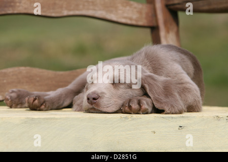 Cane cucciolo Weimaraner dormire su un banco di lavoro Foto Stock