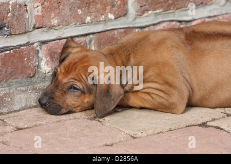 Cane Ridgeback rhodesiano cucciolo dormire a terra Foto Stock