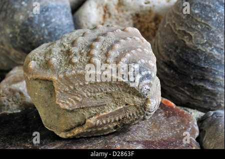 Myophorella clavellata, fossile saltwater vongola, marine mollusco bivalve trovate a Vaches Noires in Normandia, Francia Foto Stock