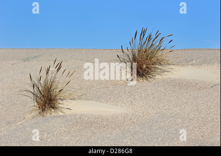 Marram europea erba / beachgrass (Ammophila arenaria) cresce come specie pioniere sulla diga lungo la costa del Mare del Nord Foto Stock