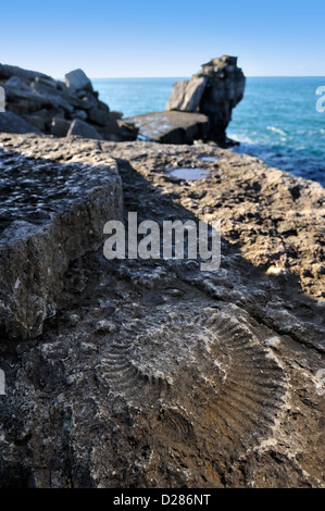 Ammonita fossil incastonato nella roccia vicino a pulpito roccia sulla riva del mare al Portland Bill lungo la Jurassic Coast, England, Regno Unito Foto Stock