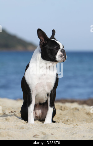 Cane Boston Terrier adulti (bianco e nero) seduto sulla spiaggia Foto Stock