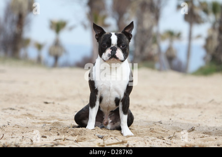 Cane Boston Terrier adulti (bianco e tigrato) seduto sulla spiaggia Foto Stock