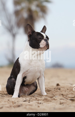 Cane Boston Terrier adulti (bianco e tigrato) seduto sulla spiaggia Foto Stock