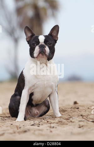 Cane Boston Terrier adulti (bianco e tigrato) seduto sulla spiaggia Foto Stock