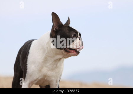 Cane Boston Terrier adulti (bianco e tigrato) profilo verticale Foto Stock