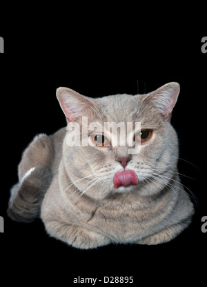 Deridono British Shorthair Cat isolati su sfondo nero Foto Stock