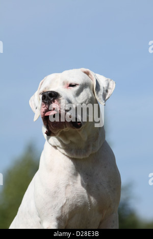 Cane Dogo Argentino / Dogue Argentin (naturale le orecchie) adulto ritratto Foto Stock