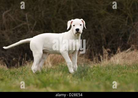 Cane Dogo Argentino / Dogue Argentin (naturale le orecchie) cucciolo in piedi Foto Stock