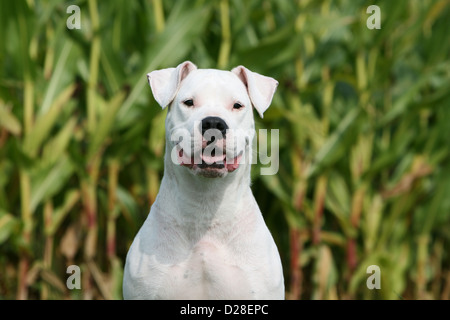 Cane Dogo Argentino / Dogue Argentin (naturale le orecchie) adulto ritratto Foto Stock