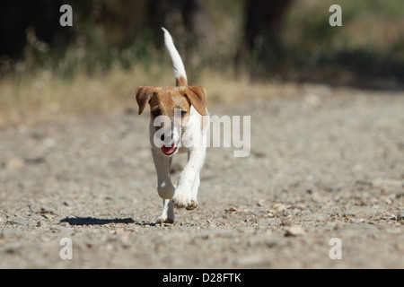 Cane Parson Russell Terrier cucciolo faccia in esecuzione Foto Stock