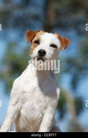 Cane Parson Russell Terrier cucciolo faccia verticale Foto Stock