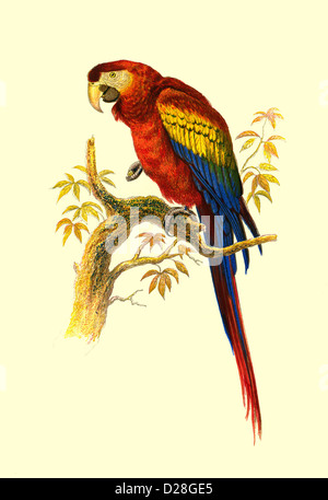 IL PARROT ad alta risoluzione di Scarlet Macaw ha migliorato l'illustrazione dell'antiquario Libro degli uccelli di Cassell 'The Scarlet Macaw' di Vittoriana litografia 1860 Foto Stock