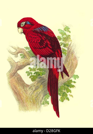 PARROT "Blue Striped Lory" scansione avanzata ad alta risoluzione dell'antiquario Victorian color plate 1860's Cassell's Book of Birds 'Blue Striped Lory' Foto Stock