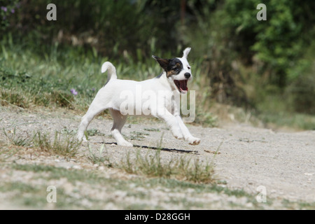 Cane Parson Russell Terrier cucciolo in esecuzione Foto Stock