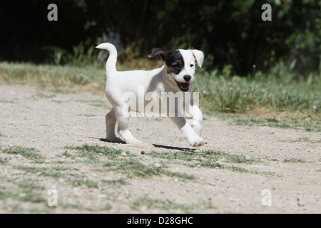 Cane Parson Russell Terrier cucciolo in esecuzione Foto Stock