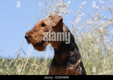 Cane Airedale Terrier / Waterside Terrier adulto profilo verticale Foto Stock