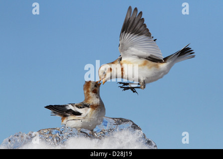 Snow Buntings (Plectrophenax nivalis) lotta per il cibo in inverno sul ghiaccio. Foto Stock