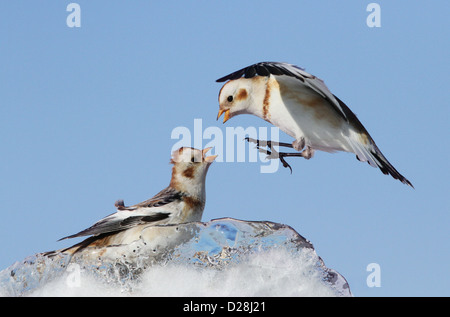 Snow Buntings (Plectrophenax nivalis) lotta per il cibo in inverno sul ghiaccio. Foto Stock