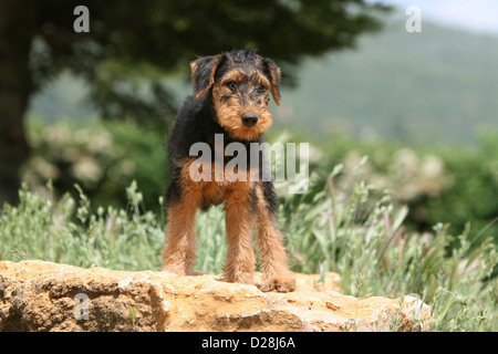 Cane Airedale Terrier / Waterside Terrier cucciolo in piedi su una roccia Foto Stock