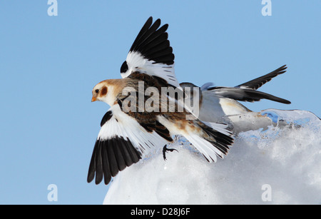 Snow Buntings (Plectrophenax nivalis) lotta per il cibo in inverno sul ghiaccio. Foto Stock