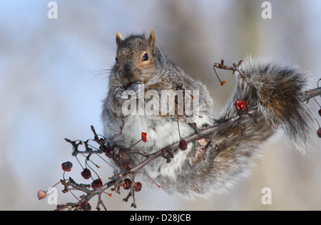 Scoiattolo grigio (Sciurus carolinensis) mangiare frutta in inverno Foto Stock